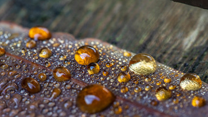 Colored dew drops on fallen leaves