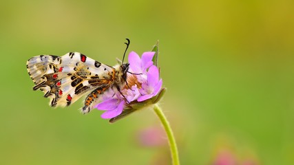Zerynthia cerisyi 523