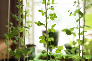 Rural lifestyle closeup of a homegrown potted snow peas vegetable plant with organic, delicate green leaves climbing upwards on a planting stick in window light springtime at the countryside