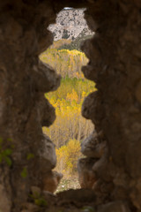 Poplar tree plantation through a hole in autumn, Rio Lobos Canyon in Soria, Spain