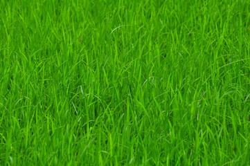 Beautiful Green rice field. Rice fields are growing.