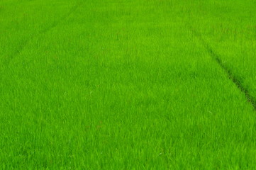 Beautiful Green rice field. Rice fields are growing.