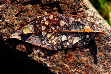 On a leaf are many frozen dewdrops to see, colorful image, blurring in the background