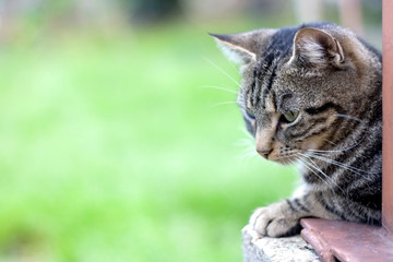 Brown tabby cat lying in the garden with curious look. Selective focus, beautiful green bokeh.