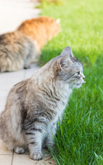 Naklejka na ściany i meble Pets of livestock outdoor, hypoallergenic siberian cats