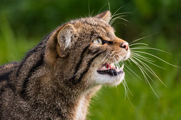 Scottish Wild Cat