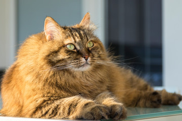 Pretty cat of livestock in relax outdoor, siberian hypoallergenic pet