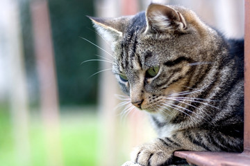 Brown tabby cat lying in the garden with curious look. Selective focus, beautiful green bokeh.