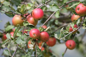 Manzanas