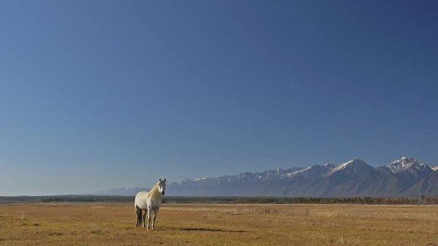 Walking and running horse. Horses moves slowly against the background of the grazing herd. Herd of horses running on the steppes in background snow-capped mountain. Slow Motion at rate of 180 fps.