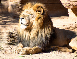 Lion sunning his face at zoo