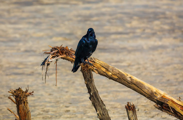 talking raven on drift wood tree trunks