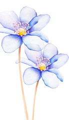 Fototapeta na wymiar Close-up of Blue Flower Petals, Flower watercolor, Flower wallpaper, Petal, Flower watercolor illustration.