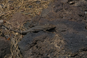 Close up of a lizard