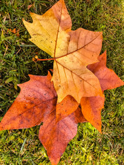 Colorful autumn leaves.