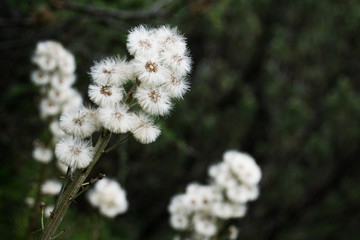 White flowers with soft background