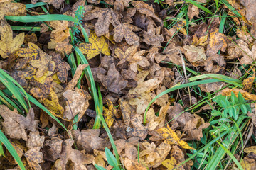 Blätter auf der Wiese