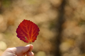 Red autumn leaf in hand on blurred warm color background in sunny day. Copy space for text.