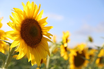 Naklejka premium Sunflowers