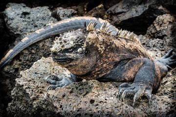 Marine Iguana