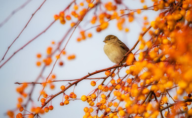 Haussperling im Apfelbaum mit Herbstfärbung