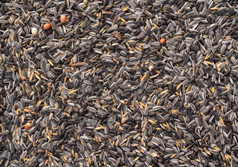 Mixed bird seed