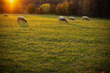 Fototapeta premium Sheep grazing on lush green pastures in warm evening light