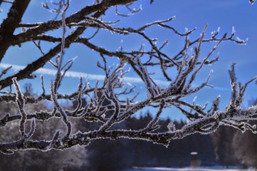 Frozen branches in front of blue sly