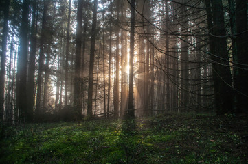 Rays of the sun in the forest