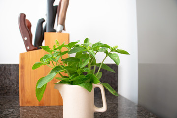 fresh seasoning ready to use, set of knives in the background