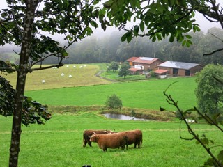 Brown Bulls on green pasture