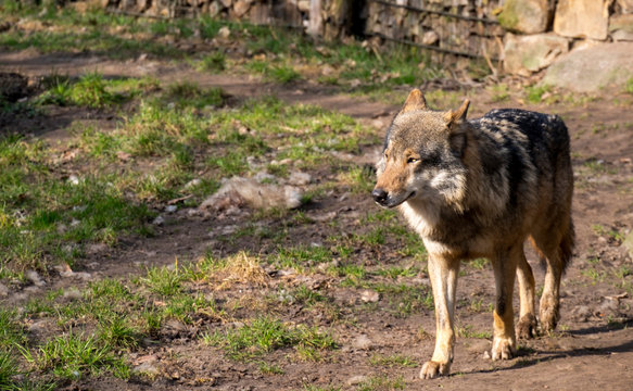 Der Wolf (Canis lupus)