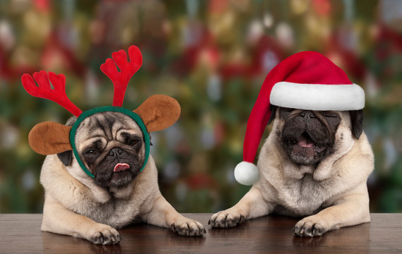 funny cute Christmas pug puppy dogs leaning on wooden table, wearing santa claus hat and reindeer antlers, with seasonal background