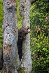 Brown bear (Ursus arctos)