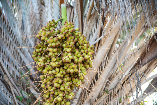 Cacho de licuri