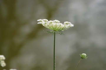 Wildflowers and bokeh