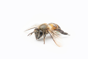 Honey Bee on White Background.