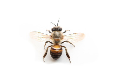 Honey Bee on White Background.