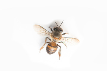 Honey Bee on White Background.