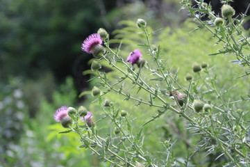 Burdock
