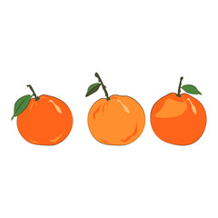 Orange. Orange tangerines set. Mandarin (option with a little leaf). Clementines. Vector
