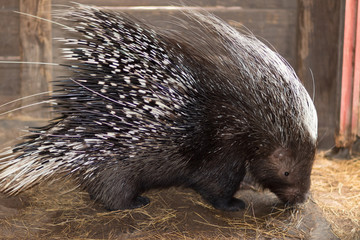 African Crested Porcupine
