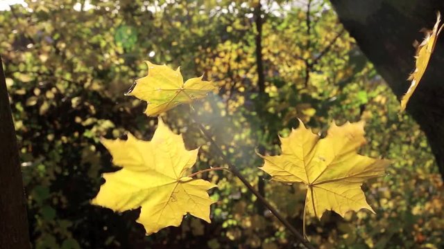Gelbe Bl&auml;tter eine Ahornbaumes bewegen sich im Wind, full HD 1080p Video Footage 25 fps 