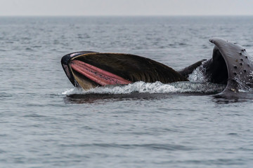 Fototapeta premium Humpback whale with mouth open feeding on ocean surface British Columbia Canada
