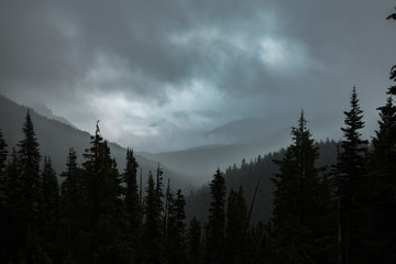 Misty mountain forest in the Pacific Northwest as the clouds and fog roll though the forest valley below