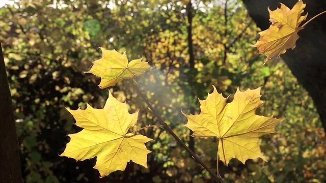 Gelbe Bl&auml;tter eine Ahornbaumes bewegen sich im Wind, full HD 1080p Video Footage 25 fps 