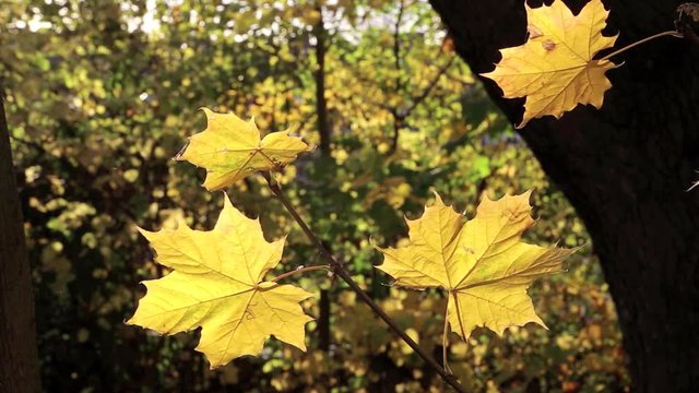 Gelbe Bl&auml;tter eine Ahornbaumes bewegen sich im Wind, full HD 1080p Video Footage 25 fps 