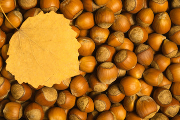Hazelnuts and autumn leaf background