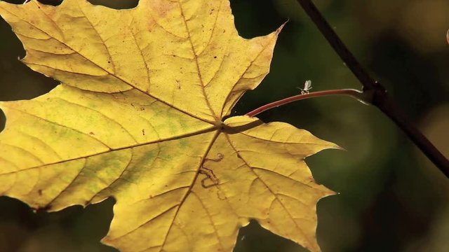 Gelbe Bl&auml;tter eine Ahornbaumes bewegen sich im Wind, full HD 1080p Video Footage 25 fps 