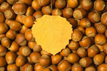 Hazelnuts and autumn leaf background